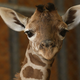 Illustration for article titled Copenhagen Zoo Kills Surplus Giraffe, Feeds It to Lions and Big Cats